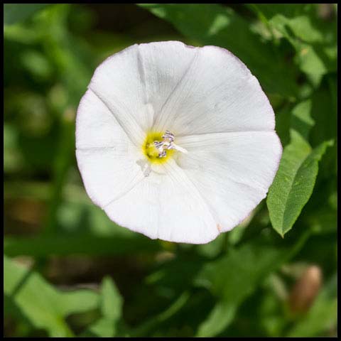 Field Bindweed