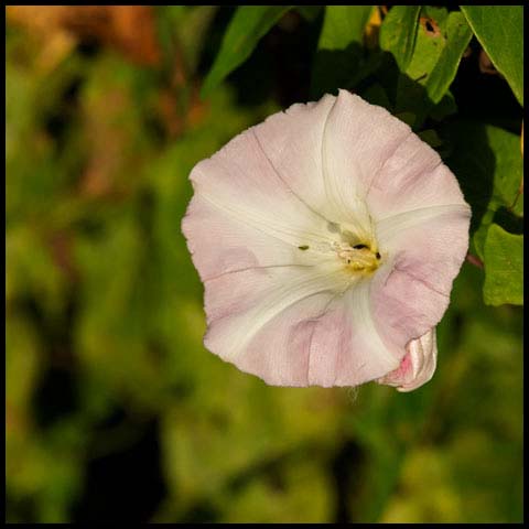 Field Bindweed