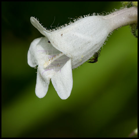 Foxglove Beardtongue