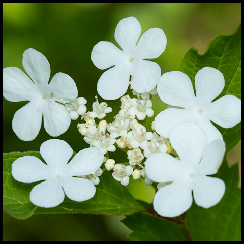 Guelder Rose