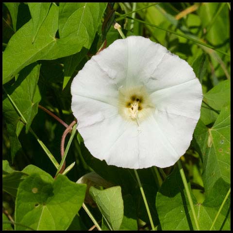 Hedge Bindweed