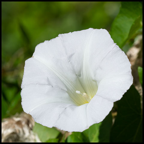 Hedge Bindweed