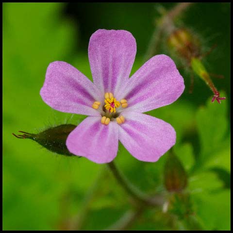 Herb Robert