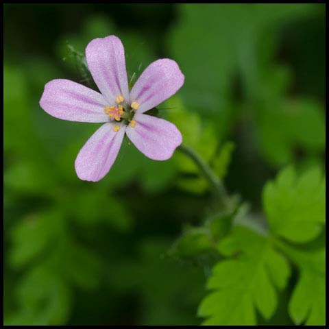 Herb Robert