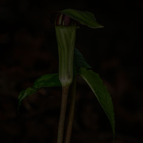 Jack-in-the-Pulpit