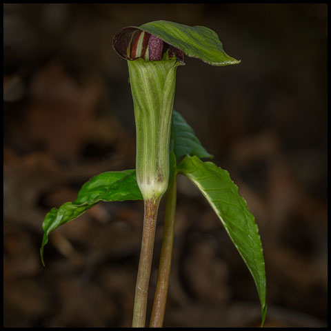 Jack-in-the-Pulpit