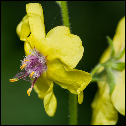 Moth Mullein