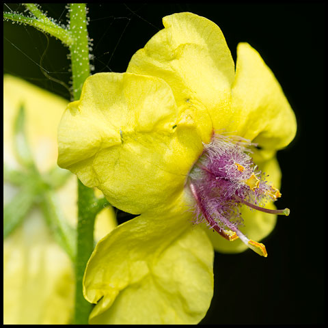 Moth Mullein