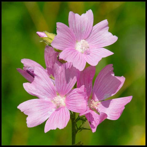 Musk Mallow