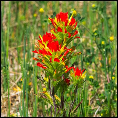 Painted-cup Paintbrush