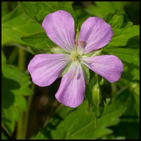 Spotted Geranium