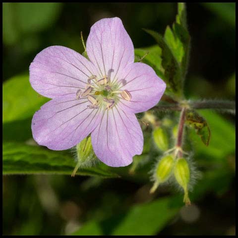 Spotted Geranium