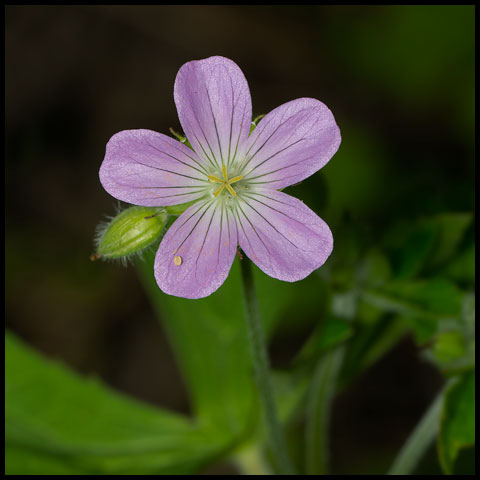 Spotted Geranium