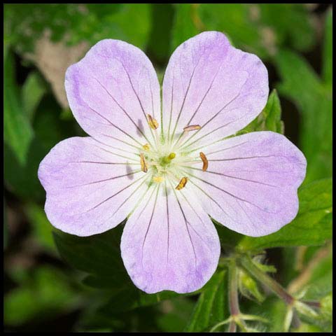 Spotted Geranium