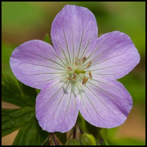 Spotted Geranium