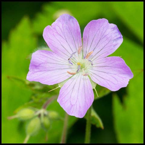 Spotted Geranium