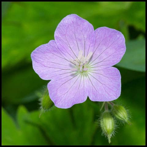 Spotted Geranium