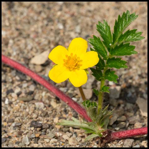 Common Silverweed