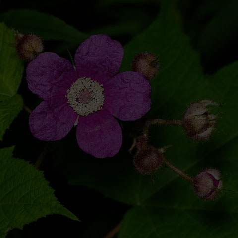 Purple-flowered Raspberry