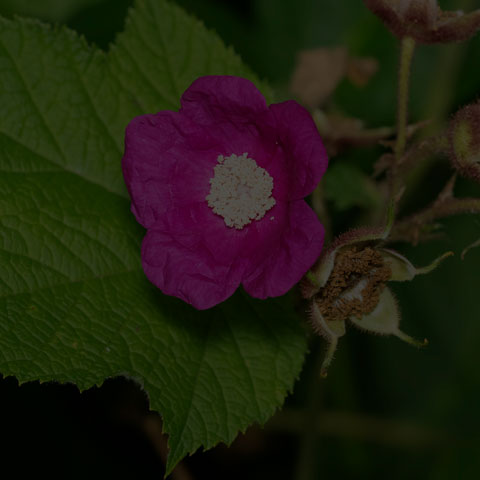 Purple-flowered Raspberry