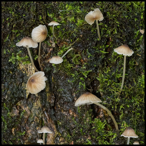 Bark Bonnet