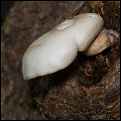 Elm Mushroom