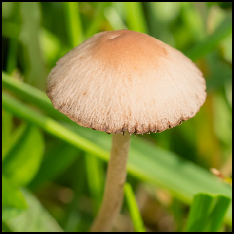 Mower's Mushroom