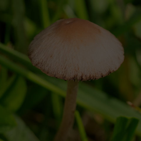 Mower's Mushroom