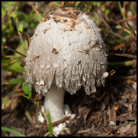 Shaggy Mane