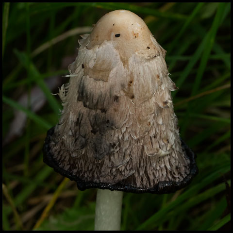 Shaggy Mane