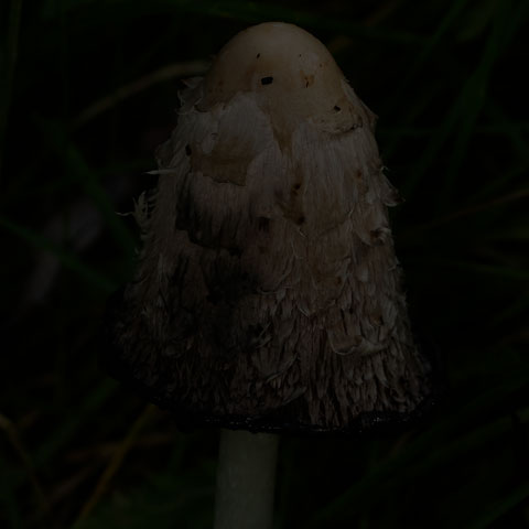 Shaggy Mane