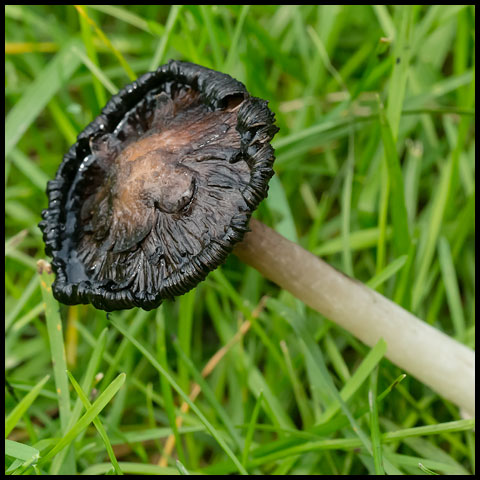 Shaggy Mane