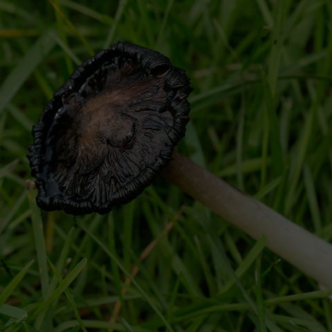 Shaggy Mane