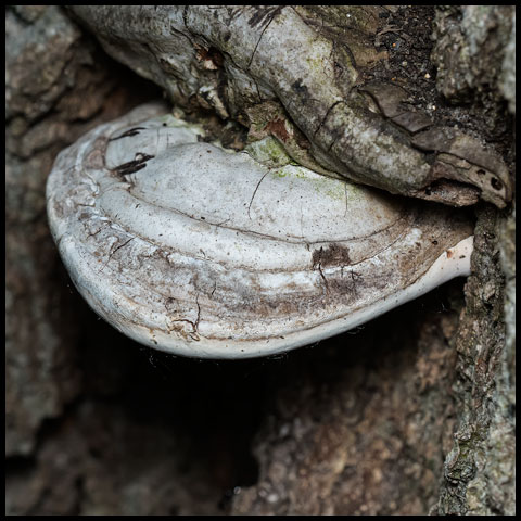 White Bracket Fungus