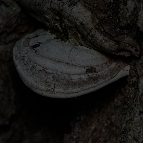 White Bracket Fungus