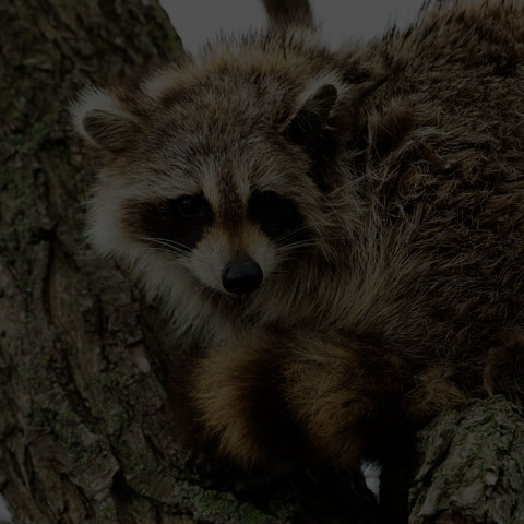Common Raccoon