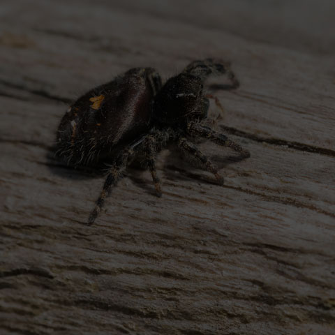 Bold Jumping Spider