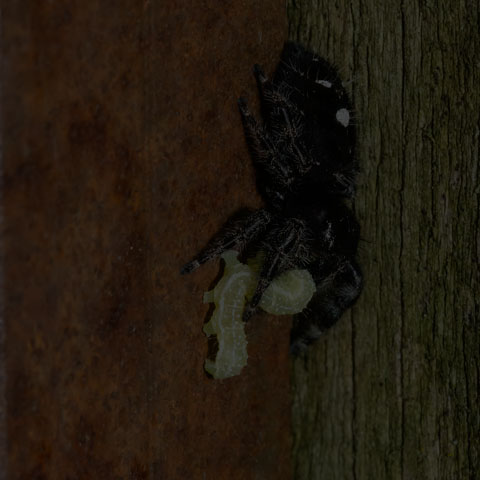 Bold Jumping Spider