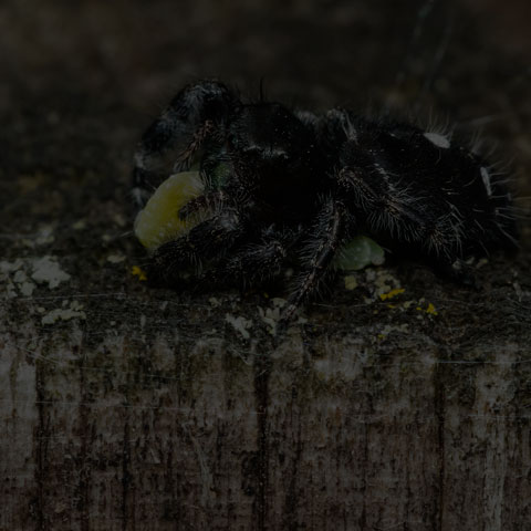 Bold Jumping Spider