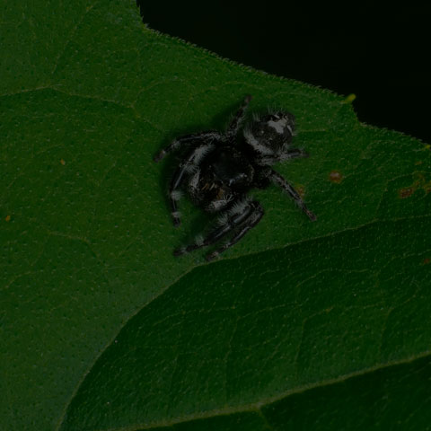 Bold Jumping Spider