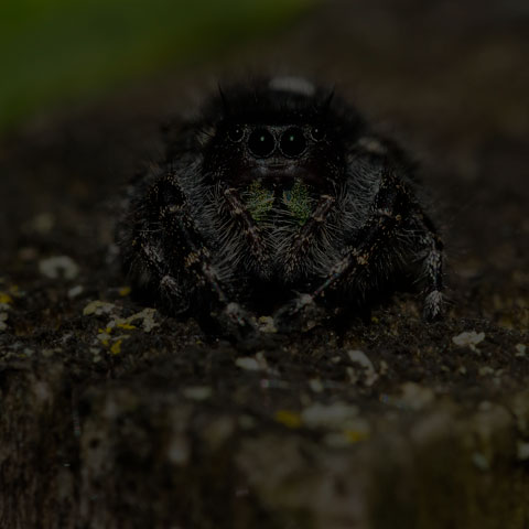 Bold Jumping Spider