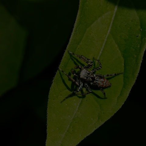 Dimorphic Jumping Spider