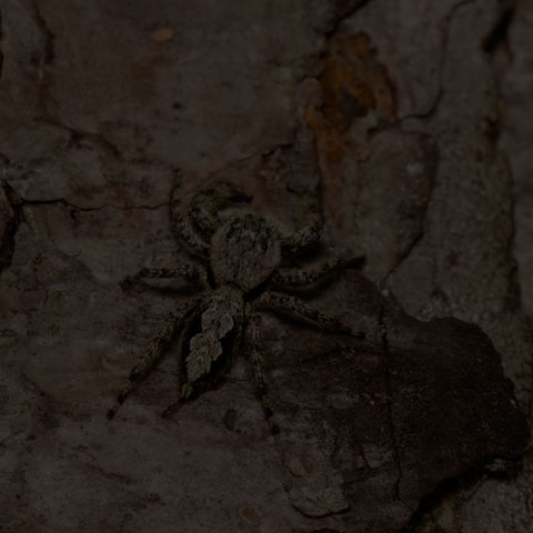 Jumping Spider