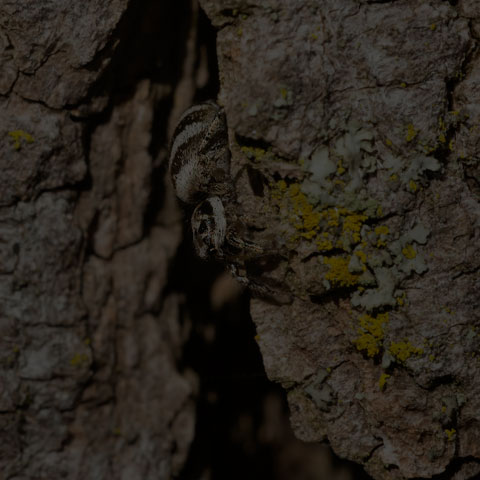 Zebra Jumping Spider