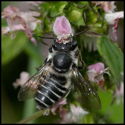 Flat-tailed Leafcutter