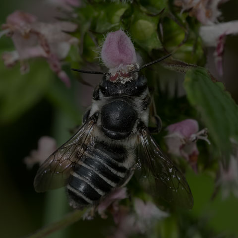 Flat-tailed Leafcutter