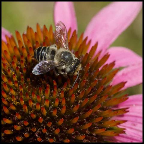 Leafcutter Bee