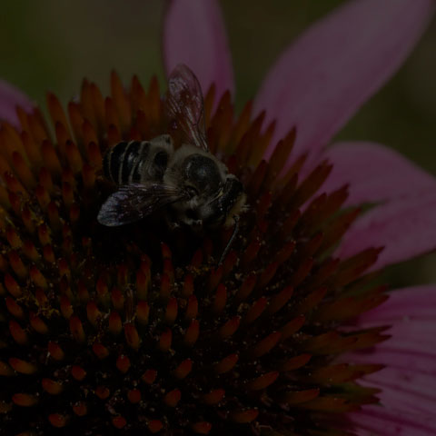 Leafcutter Bee