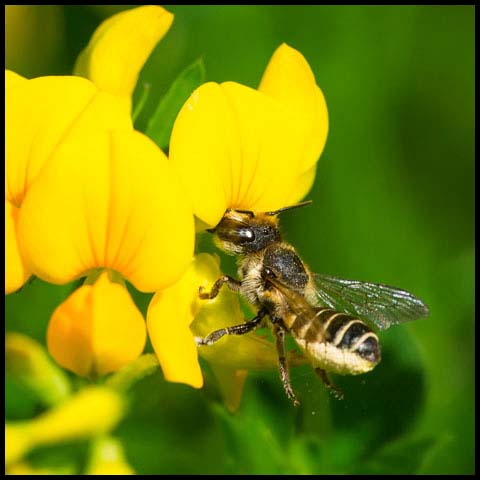 Leafcutter Bee