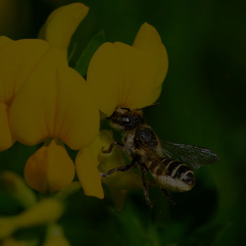 Leafcutter Bee